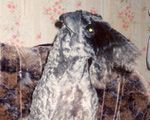 Дария