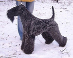 Вишня - 1,5 года