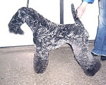 Вишня - 2,6 года