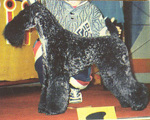 ЭЛЛАЙЗ ЛАВРЕНТИЙ