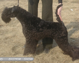 Банкир - 9,5 мес