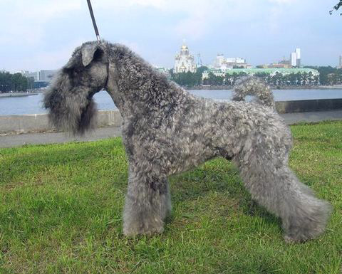 Государь - 2 года.